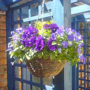 Basket-2